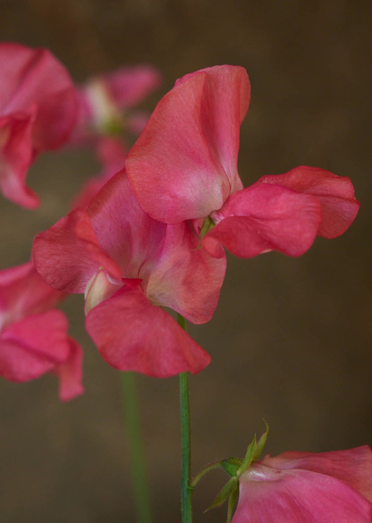 Ærteblomst 'Spencer Mrs. R. Bolton' Seed 