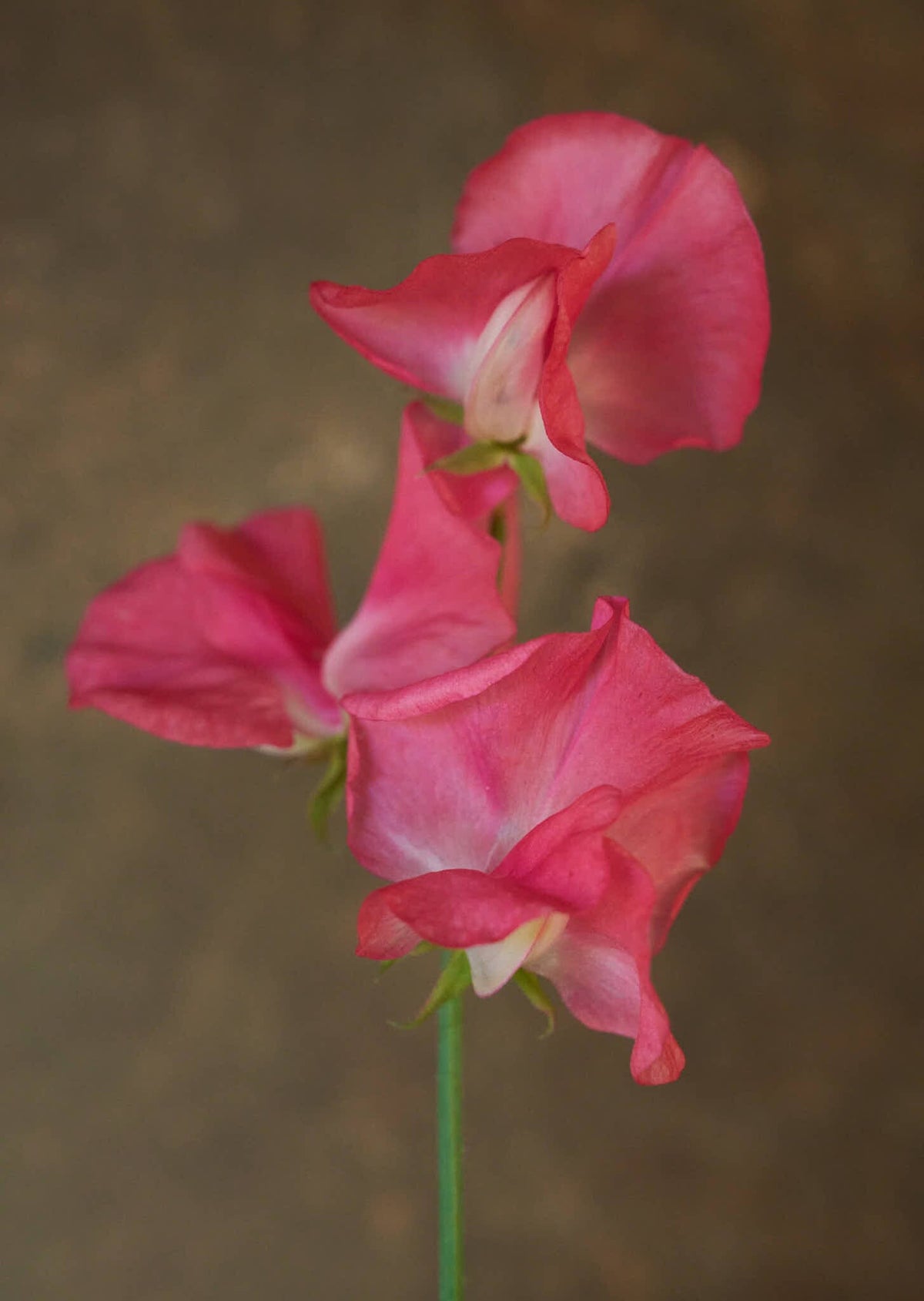 Ærteblomst 'Spencer Mrs. R. Bolton' Seed 