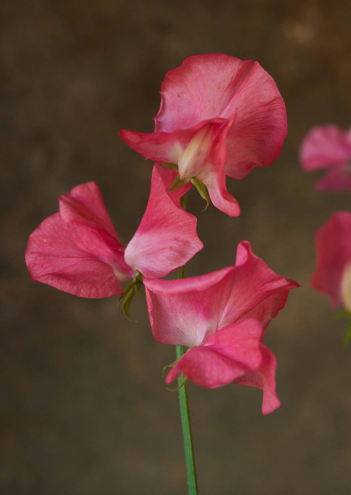 Ærteblomst 'Spencer Mrs. R. Bolton' Seed 