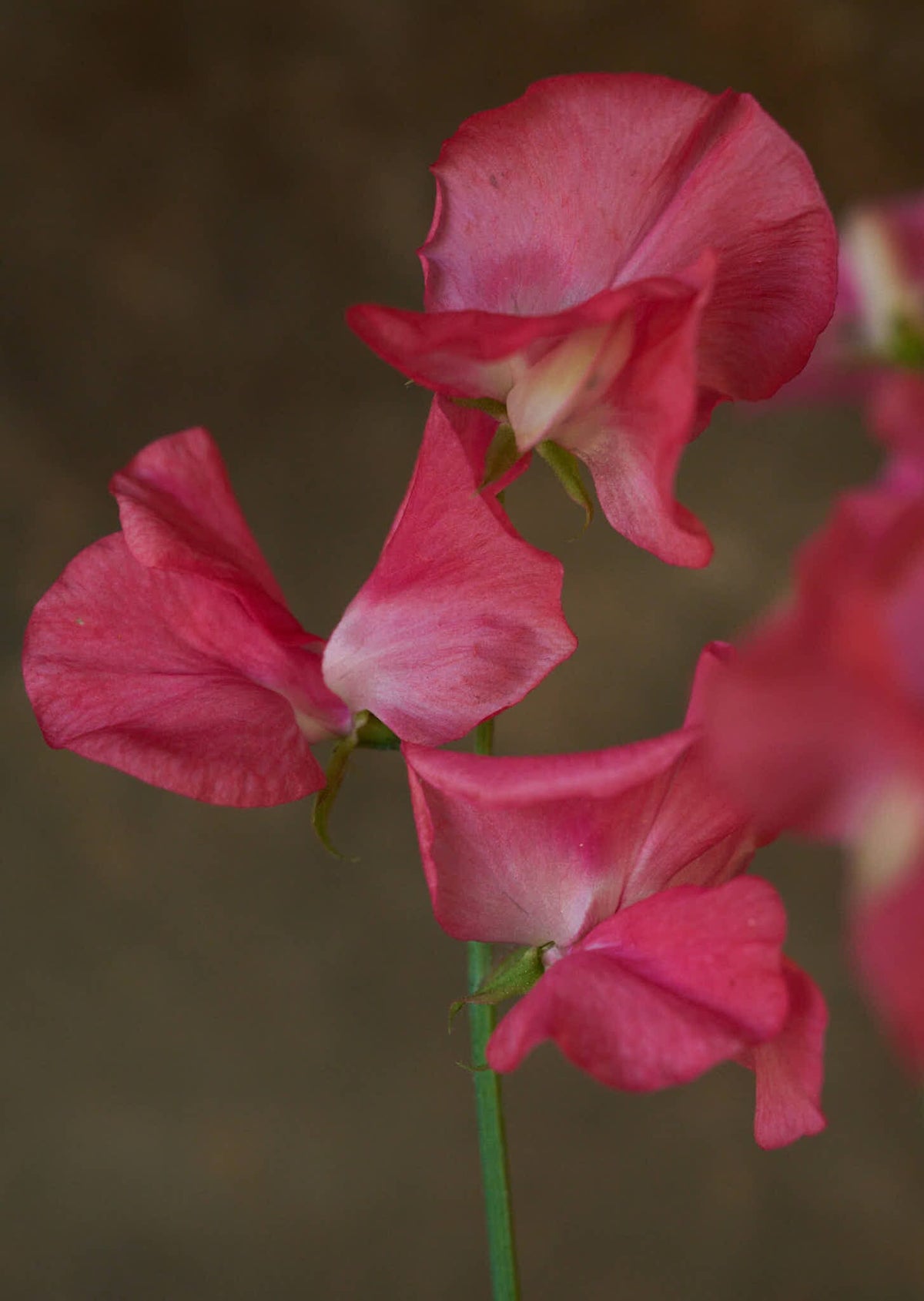 Ærteblomst 'Spencer Mrs. R. Bolton' Seed 