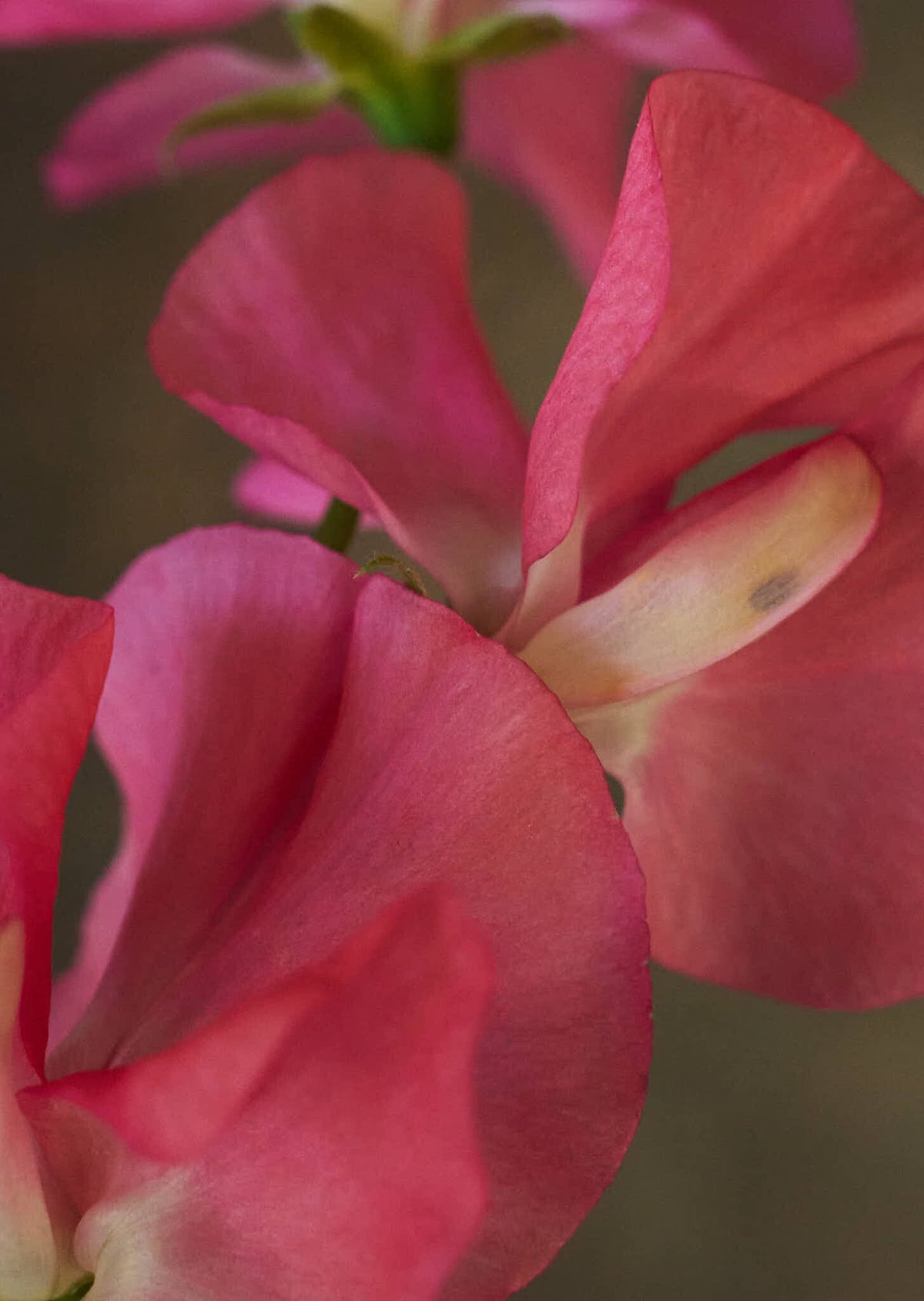 Ærteblomst 'Spencer Mrs. R. Bolton' Seed 