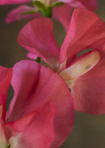 Ærteblomst 'Spencer Mrs. R. Bolton' Seed 