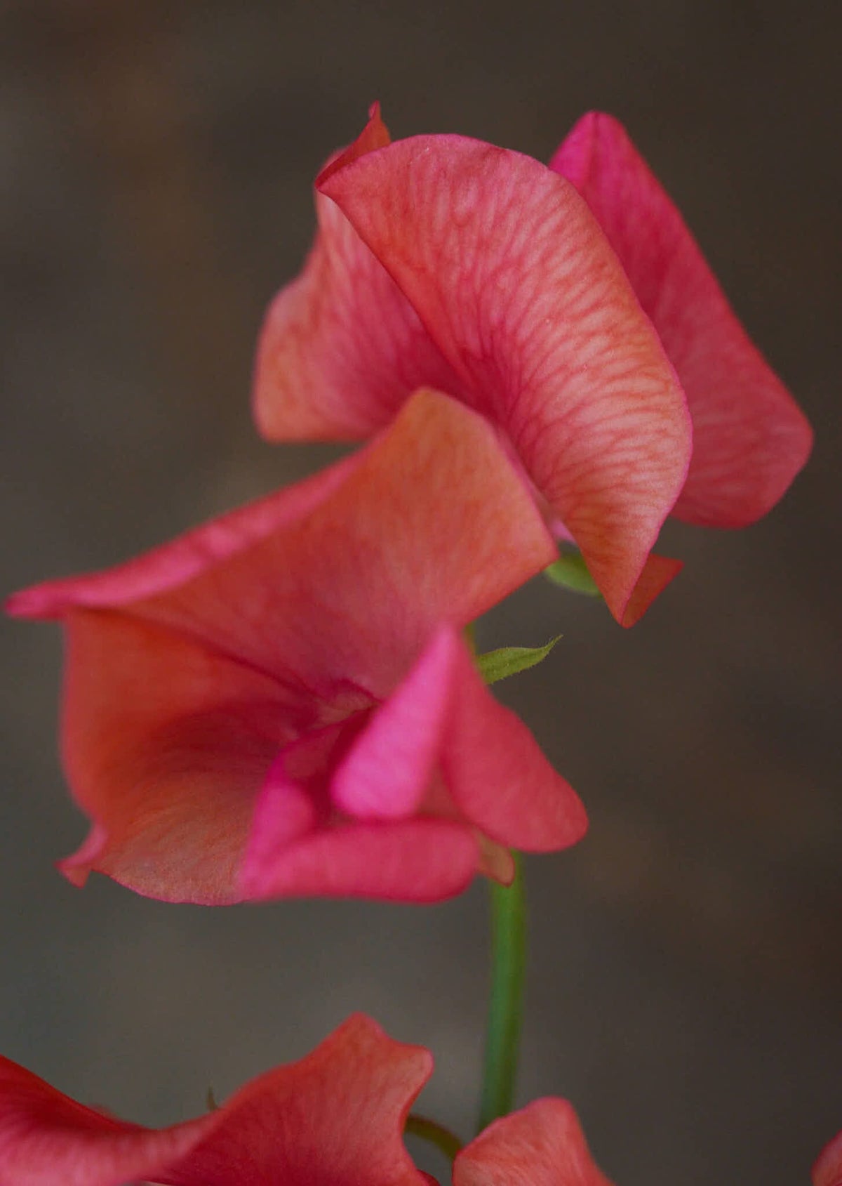 Ærteblomst 'Spencer Prince of Orange' Seed 
