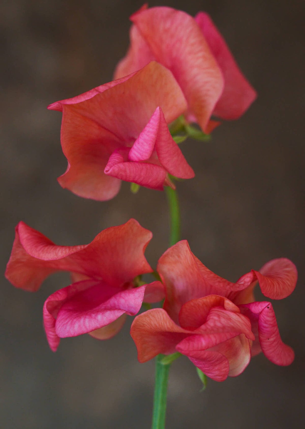Ærteblomst 'Spencer Prince of Orange' Seed 
