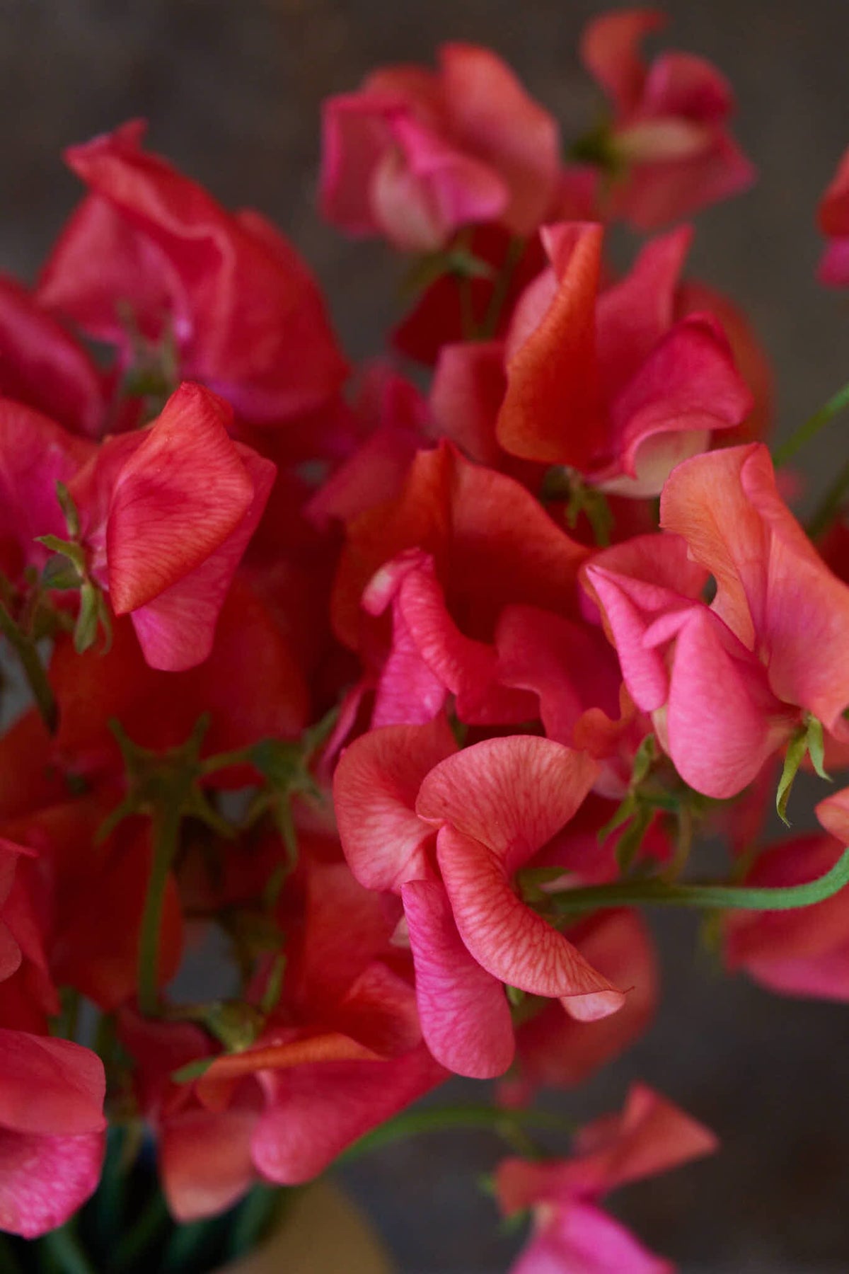 Ærteblomst 'Spencer Prince of Orange' Seed 