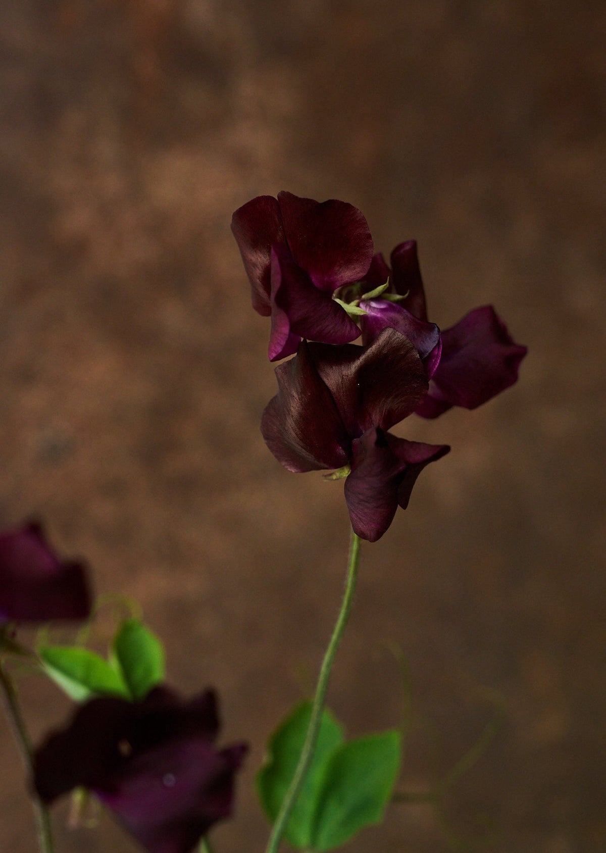 Ærteblomst 'Spring Sunshine Burgundy' Seed 