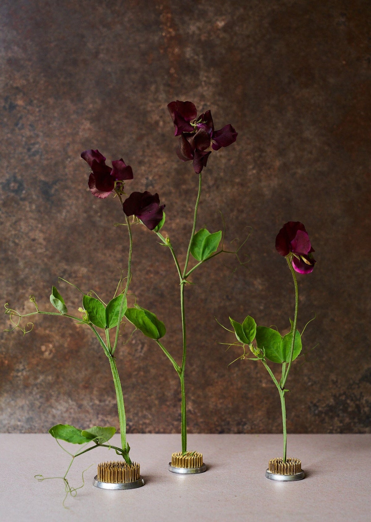 Ærteblomst 'Spring Sunshine Burgundy' Seed 