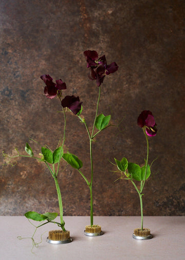 Ærteblomst 'Spring Sunshine Burgundy' Seed 