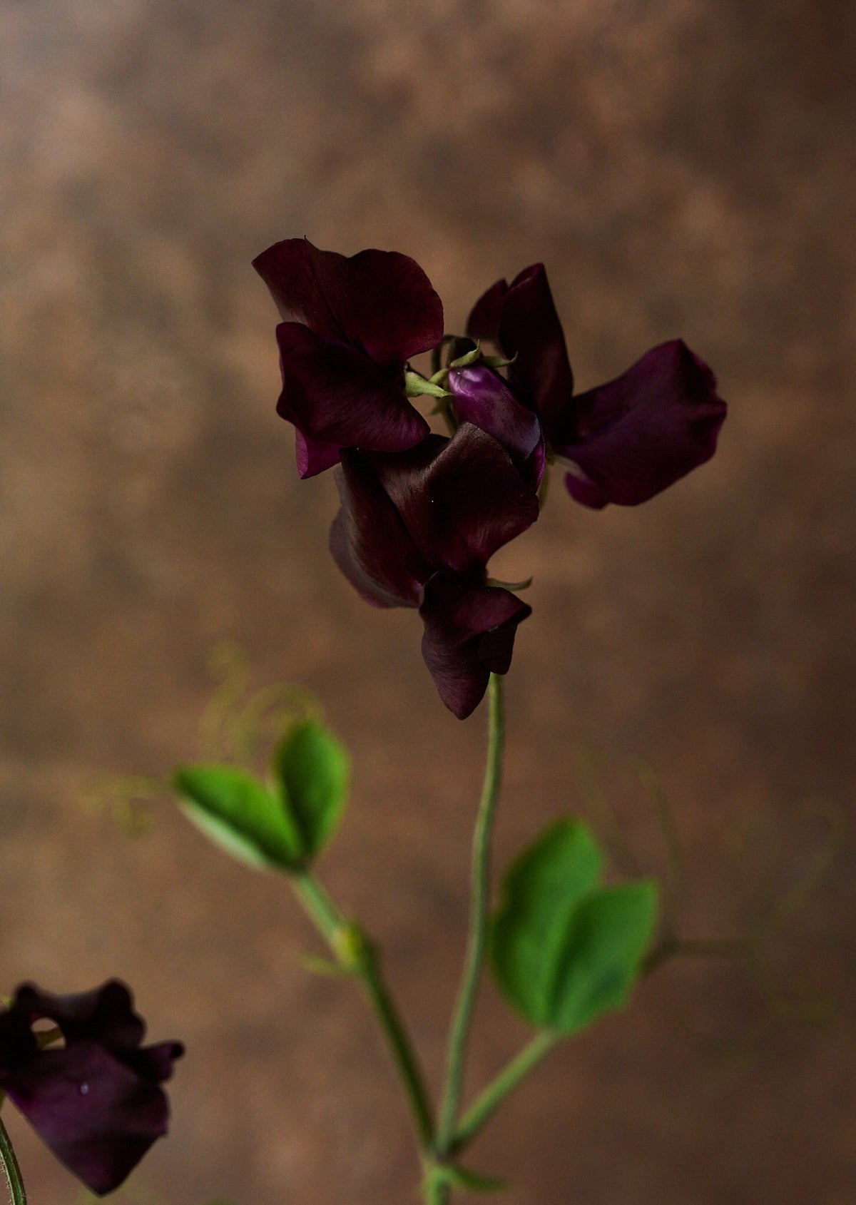 Ærteblomst 'Spring Sunshine Burgundy' Seed 