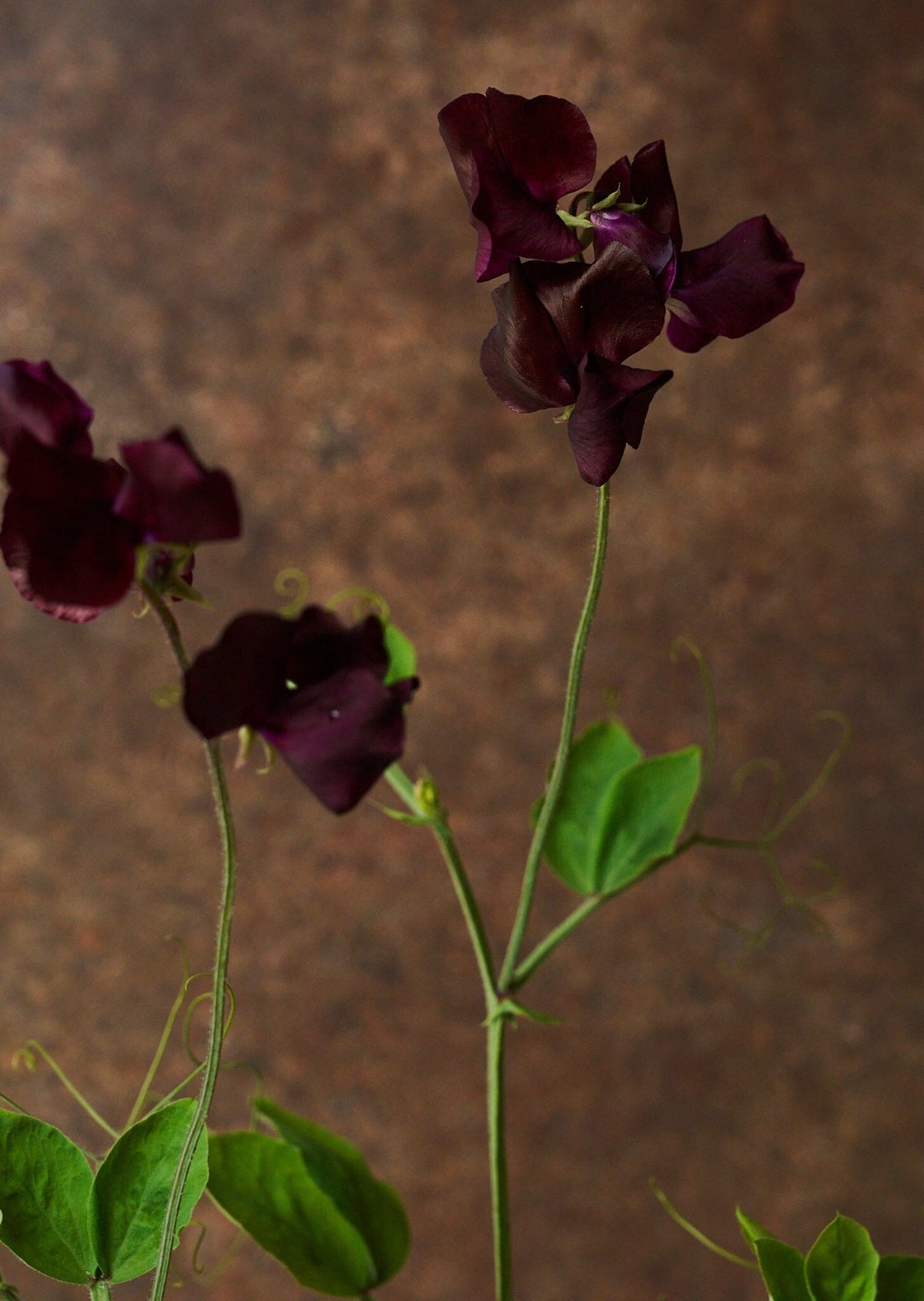 Ærteblomst 'Spring Sunshine Burgundy' Seed 