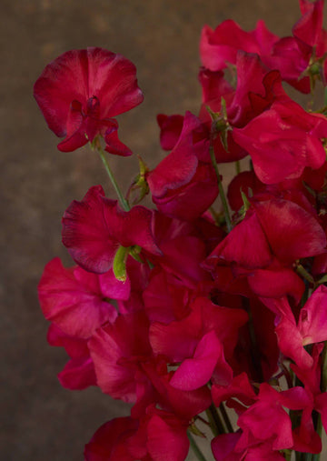Ærteblomst 'Spring Sunshine Cerise' Seed 