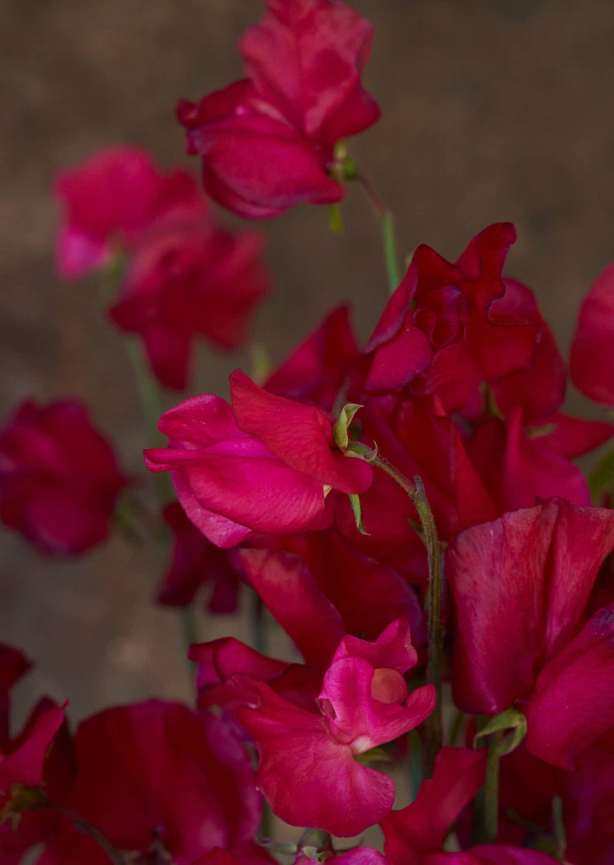 Ærteblomst 'Spring Sunshine Cerise' Seed 