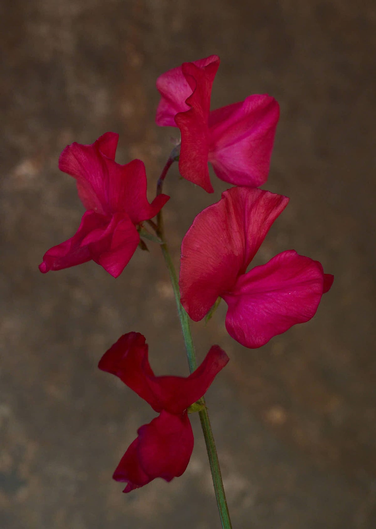 Ærteblomst 'Spring Sunshine Cerise' Seed 