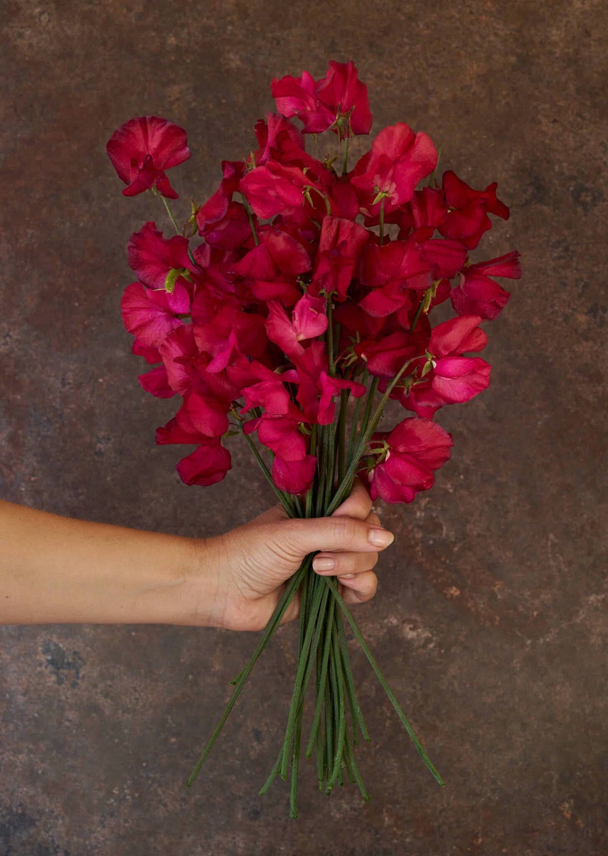 Ærteblomst 'Spring Sunshine Cerise' Seed 