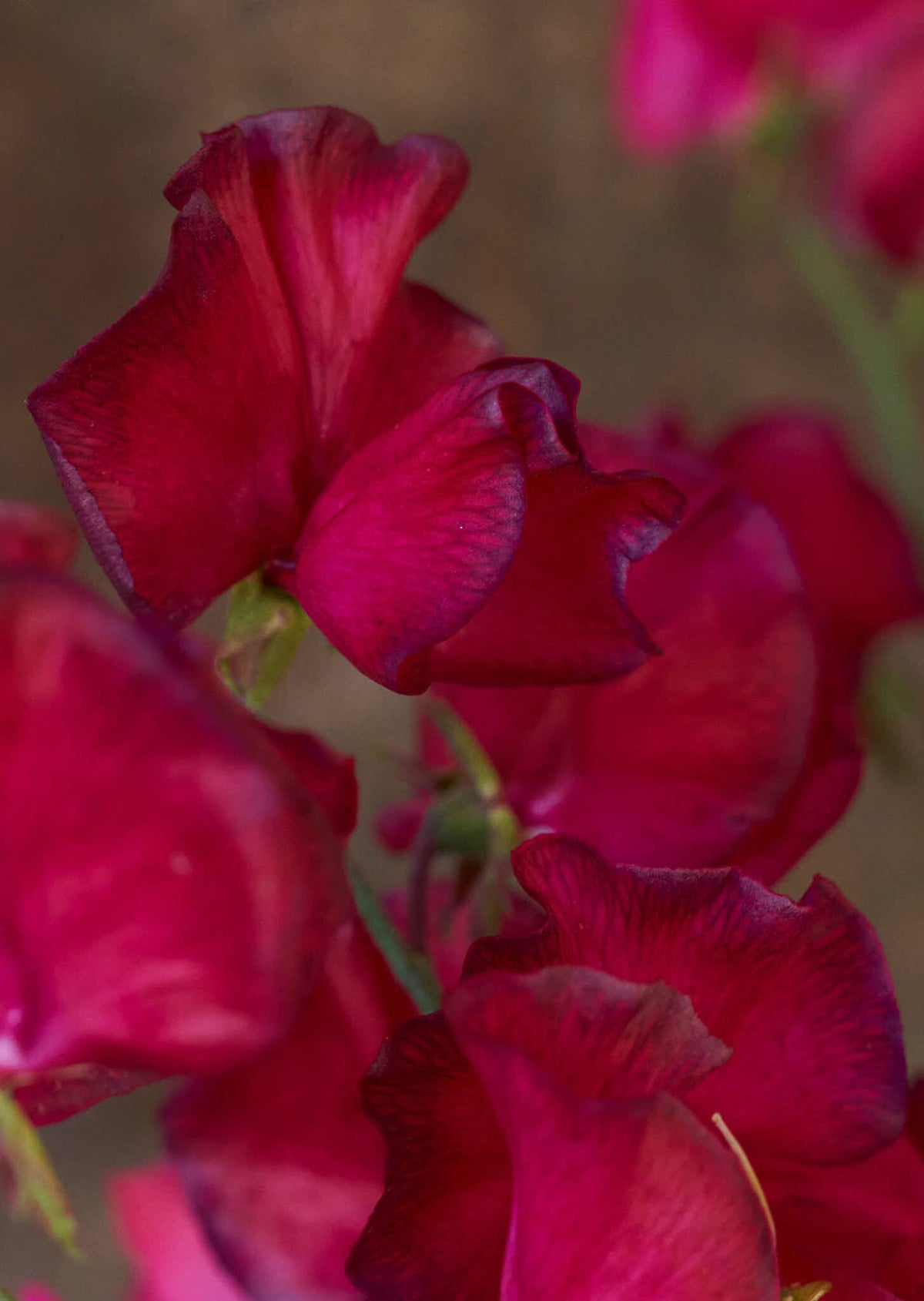 Ærteblomst 'Spring Sunshine Cerise' Seed 
