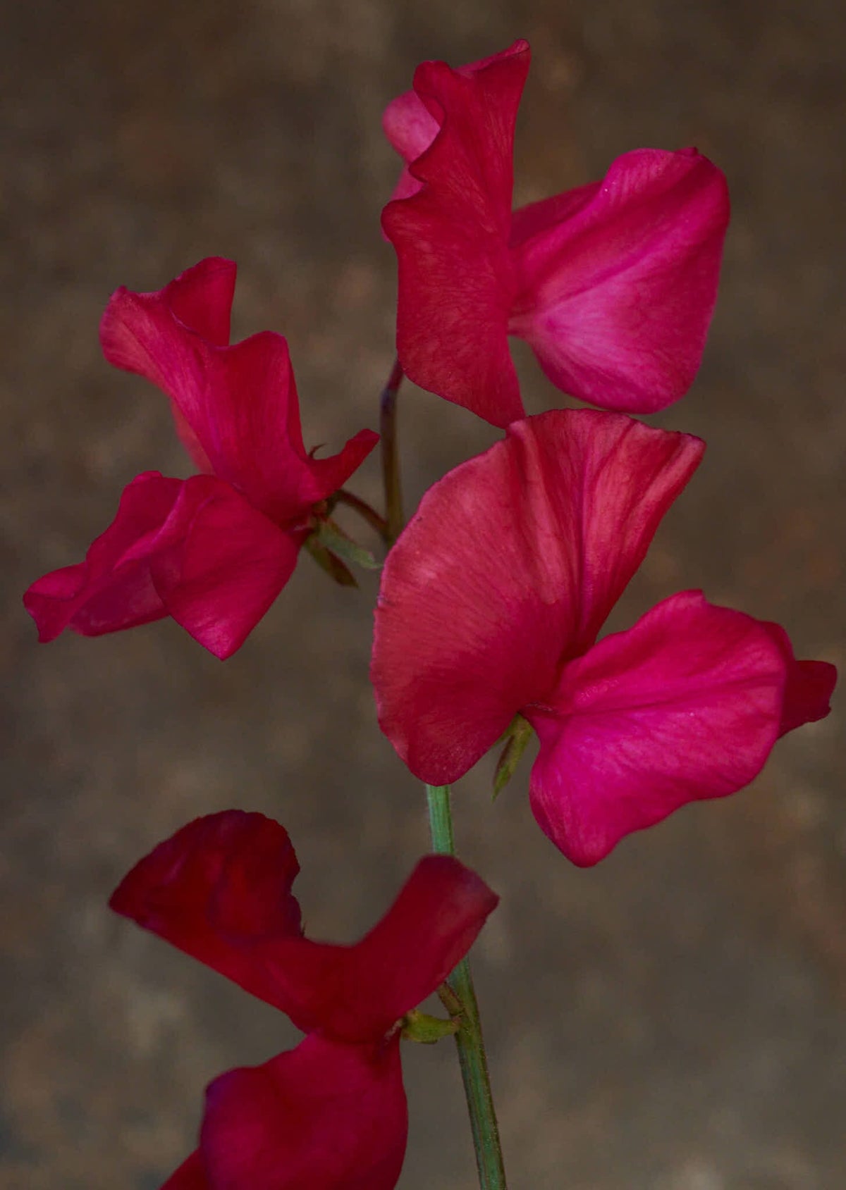 Ærteblomst 'Spring Sunshine Cerise' Seed 