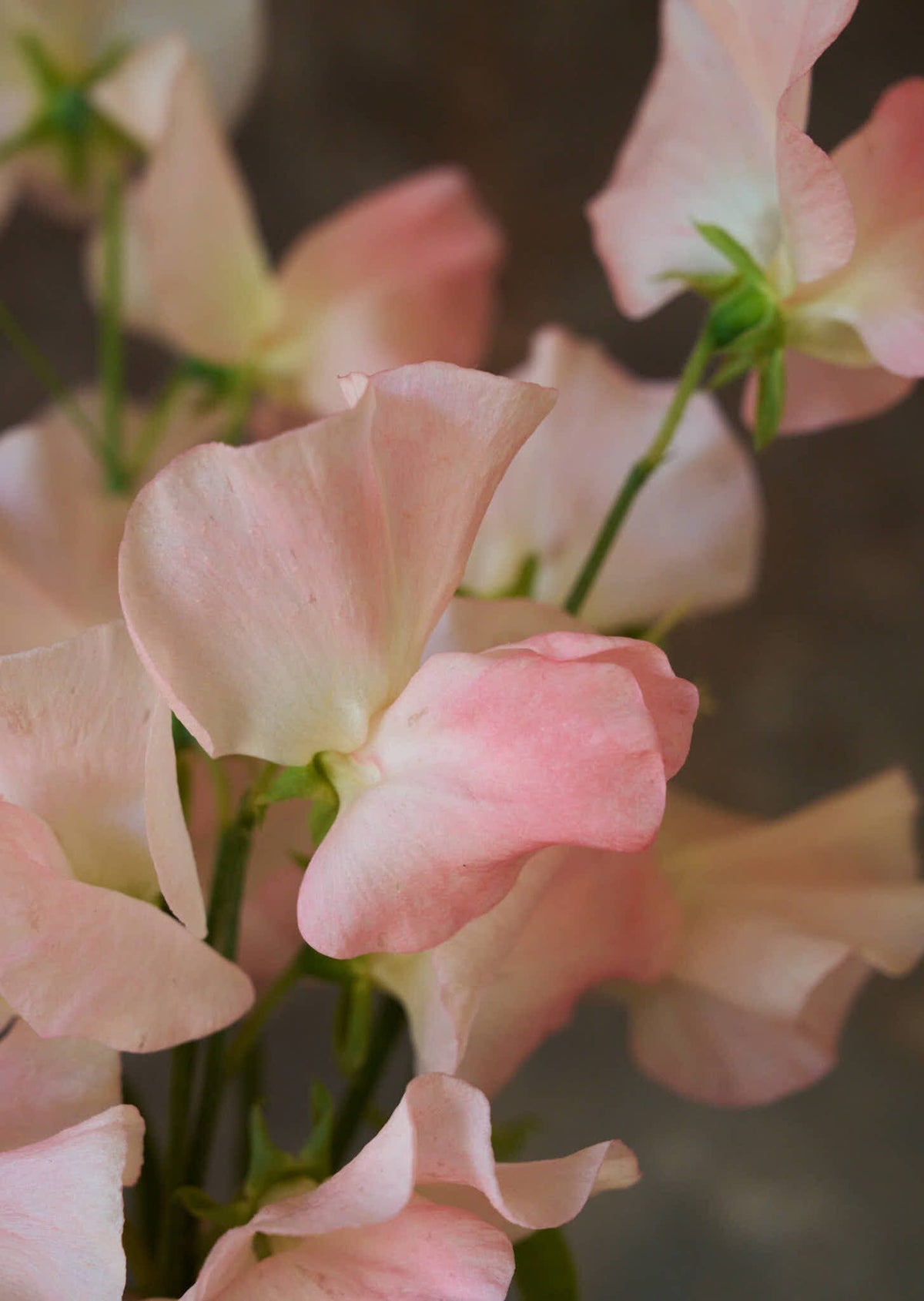 Ærteblomst 'Spring Sunshine Champagne' Seed 