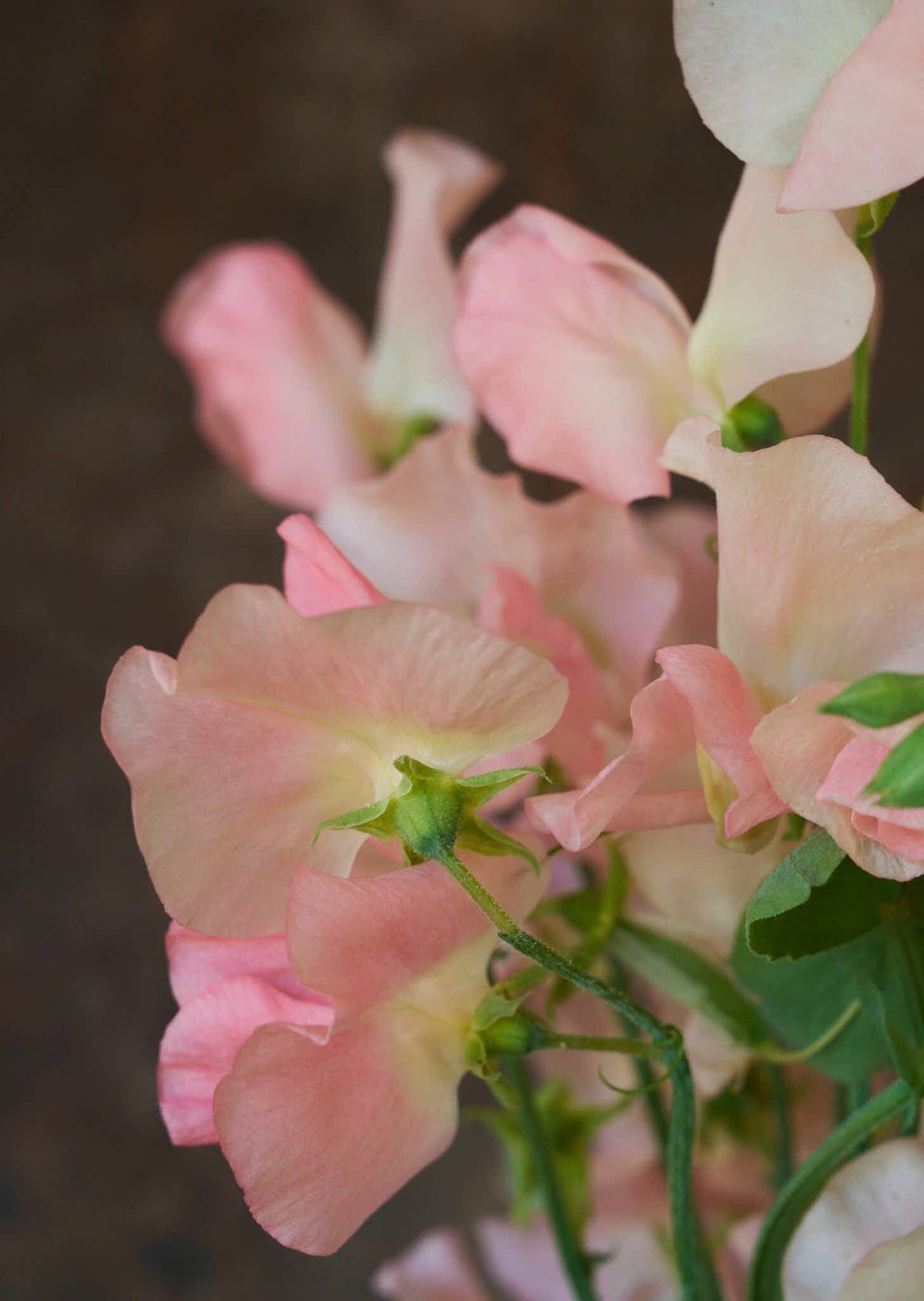 Ærteblomst 'Spring Sunshine Champagne' Seed 