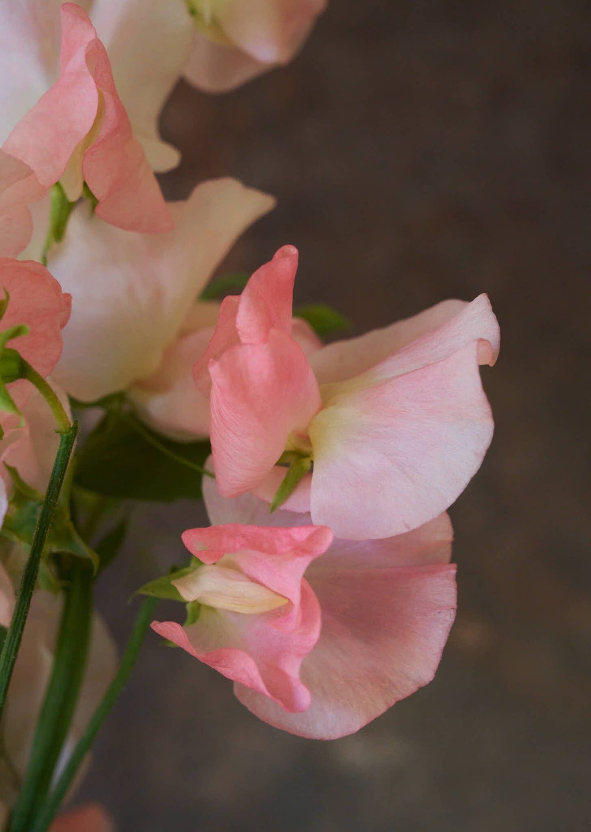 Ærteblomst 'Spring Sunshine Champagne' Seed 