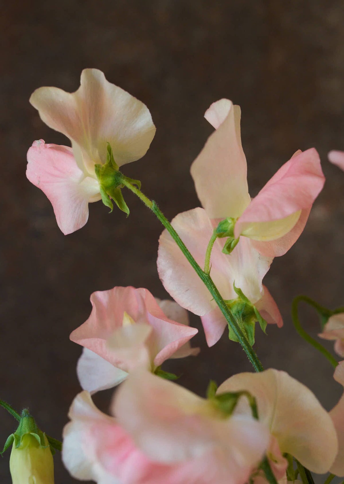 Ærteblomst 'Spring Sunshine Champagne' Seed 