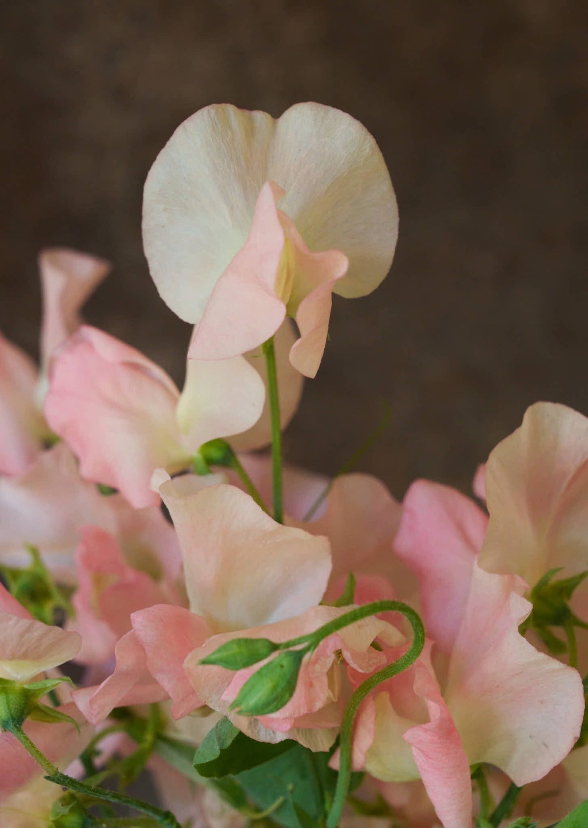 Ærteblomst 'Spring Sunshine Champagne' Seed 