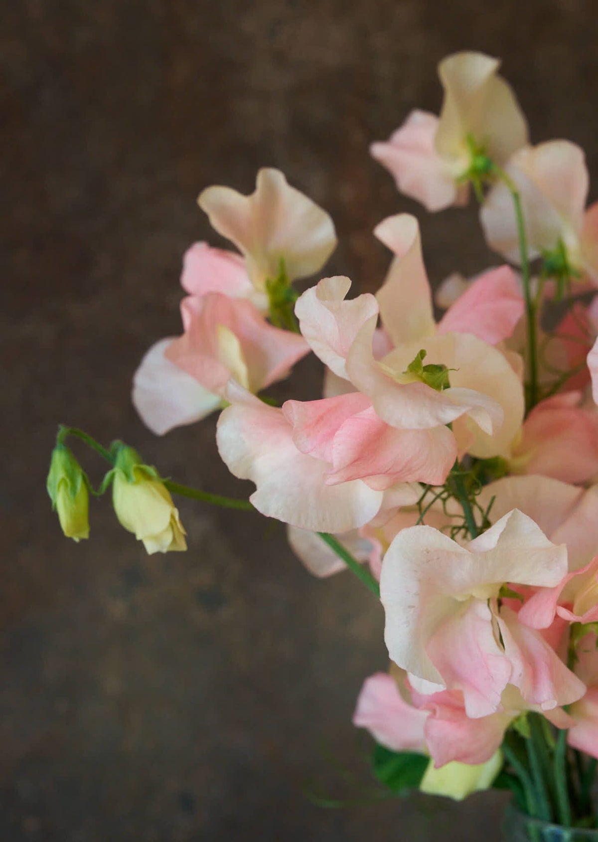 Ærteblomst 'Spring Sunshine Champagne' Seed 