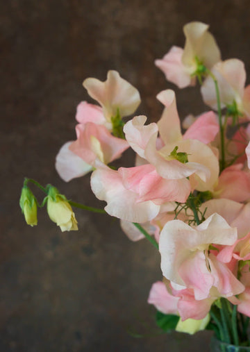 Ærteblomst 'Spring Sunshine Champagne' Seed 