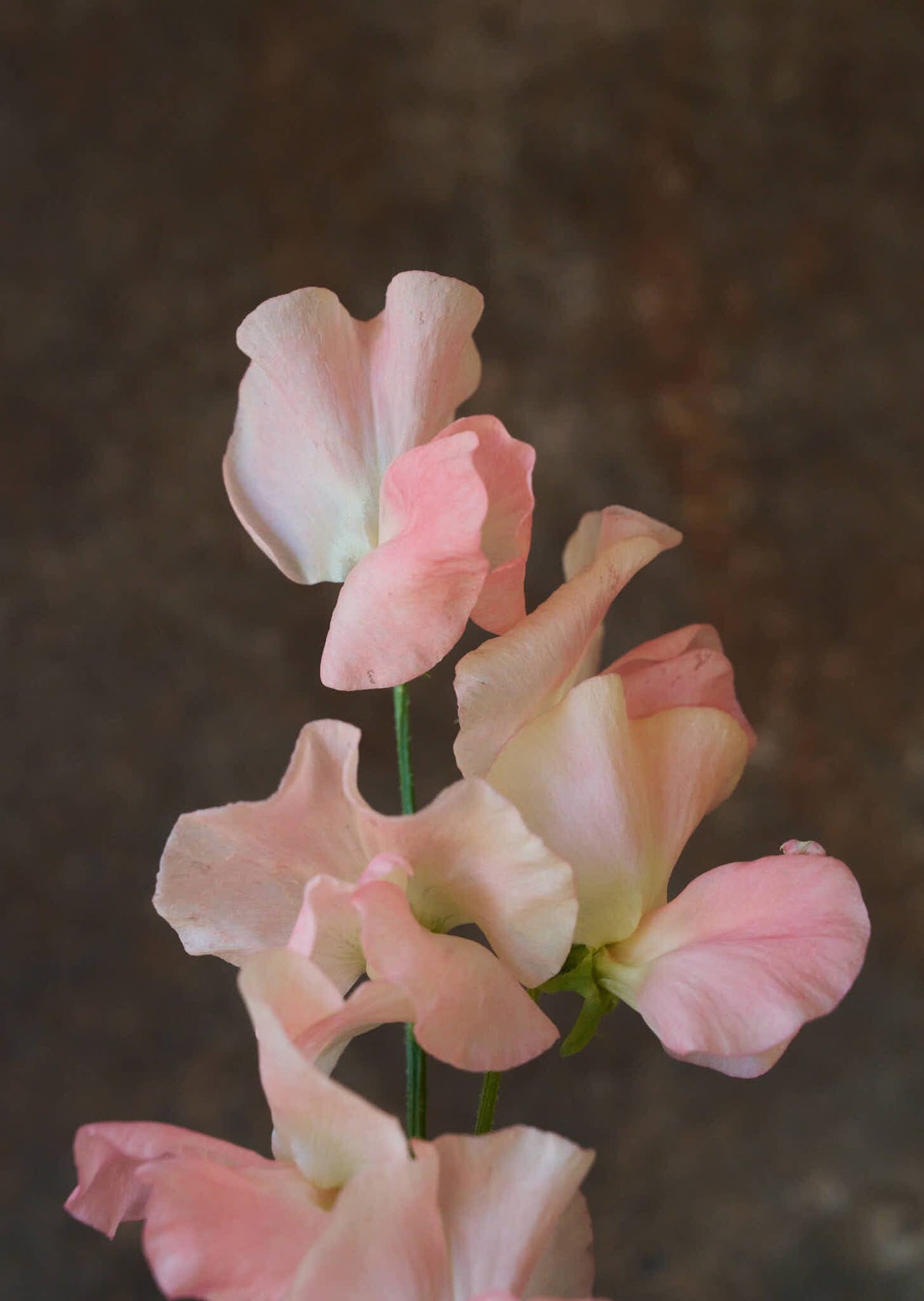 Ærteblomst 'Spring Sunshine Champagne' Seed 