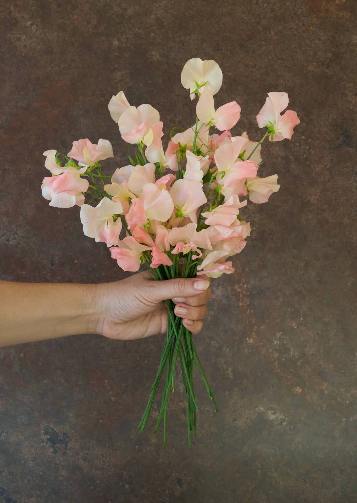 Ærteblomst 'Spring Sunshine Champagne' Seed 