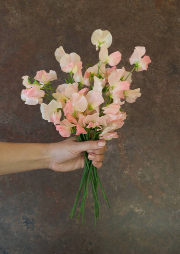 Ærteblomst 'Spring Sunshine Champagne' Seed 