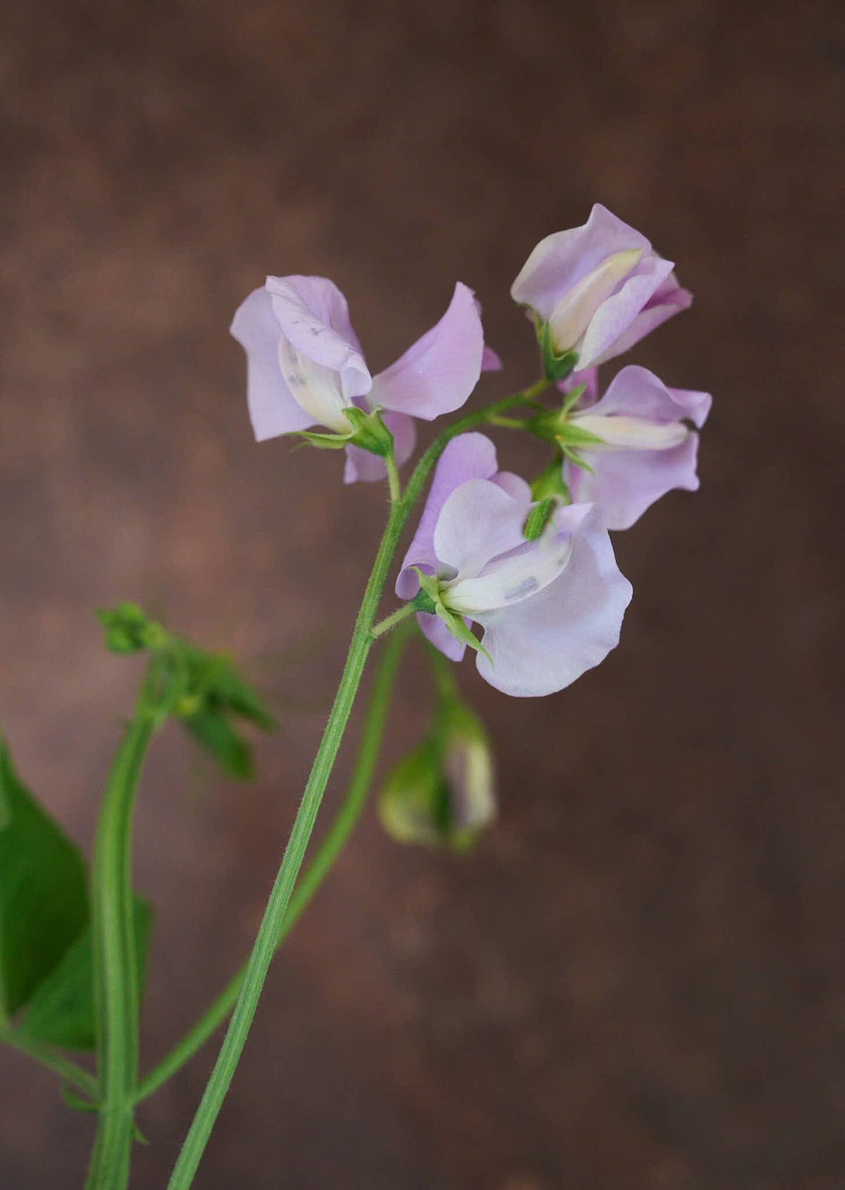 Ærteblomst 'Spring Sunshine Lilac' Seed 