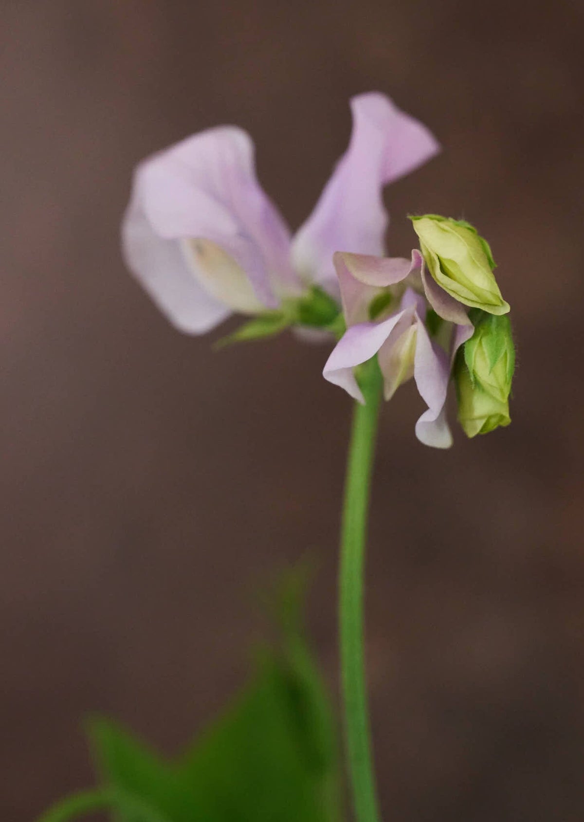 Ærteblomst 'Spring Sunshine Lilac' Seed 