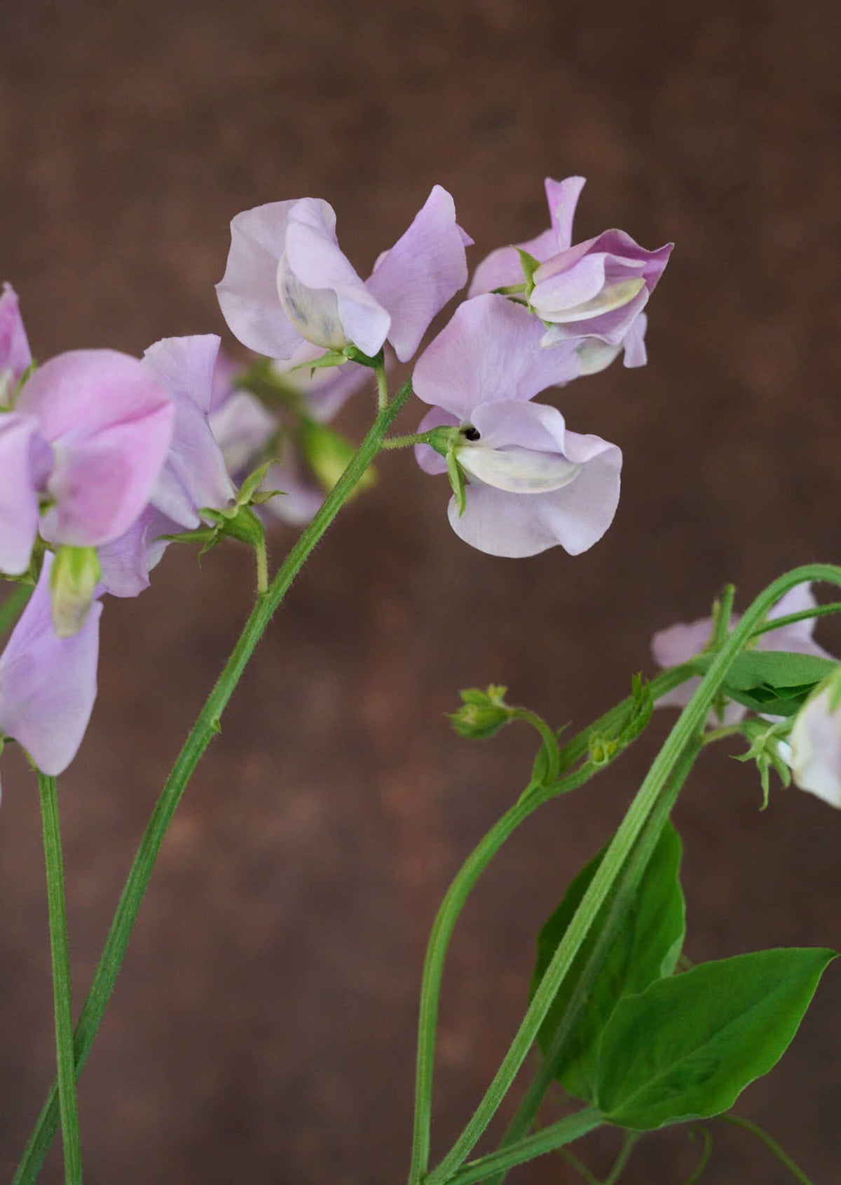 Ærteblomst 'Spring Sunshine Lilac' Seed 