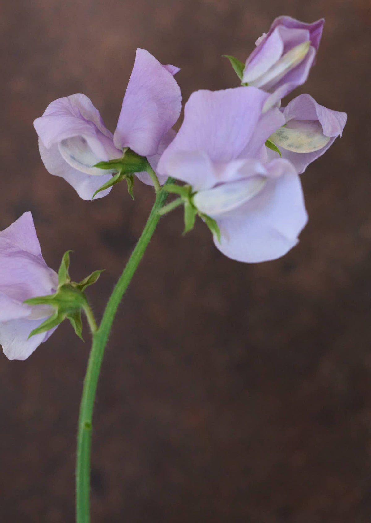 Ærteblomst 'Spring Sunshine Lilac' Seed 