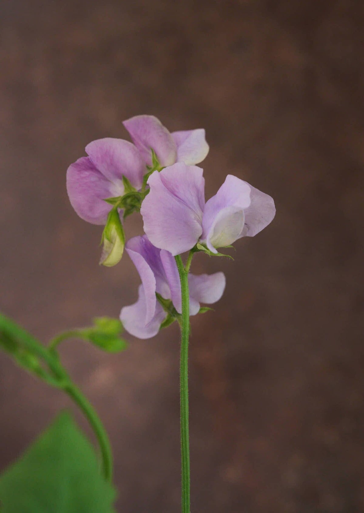 Ærteblomst 'Spring Sunshine Lilac' Seed 