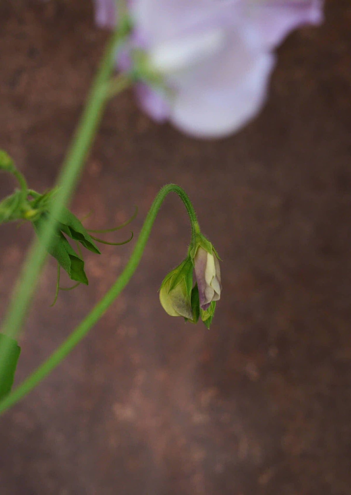 Ærteblomst 'Spring Sunshine Lilac' Seed 