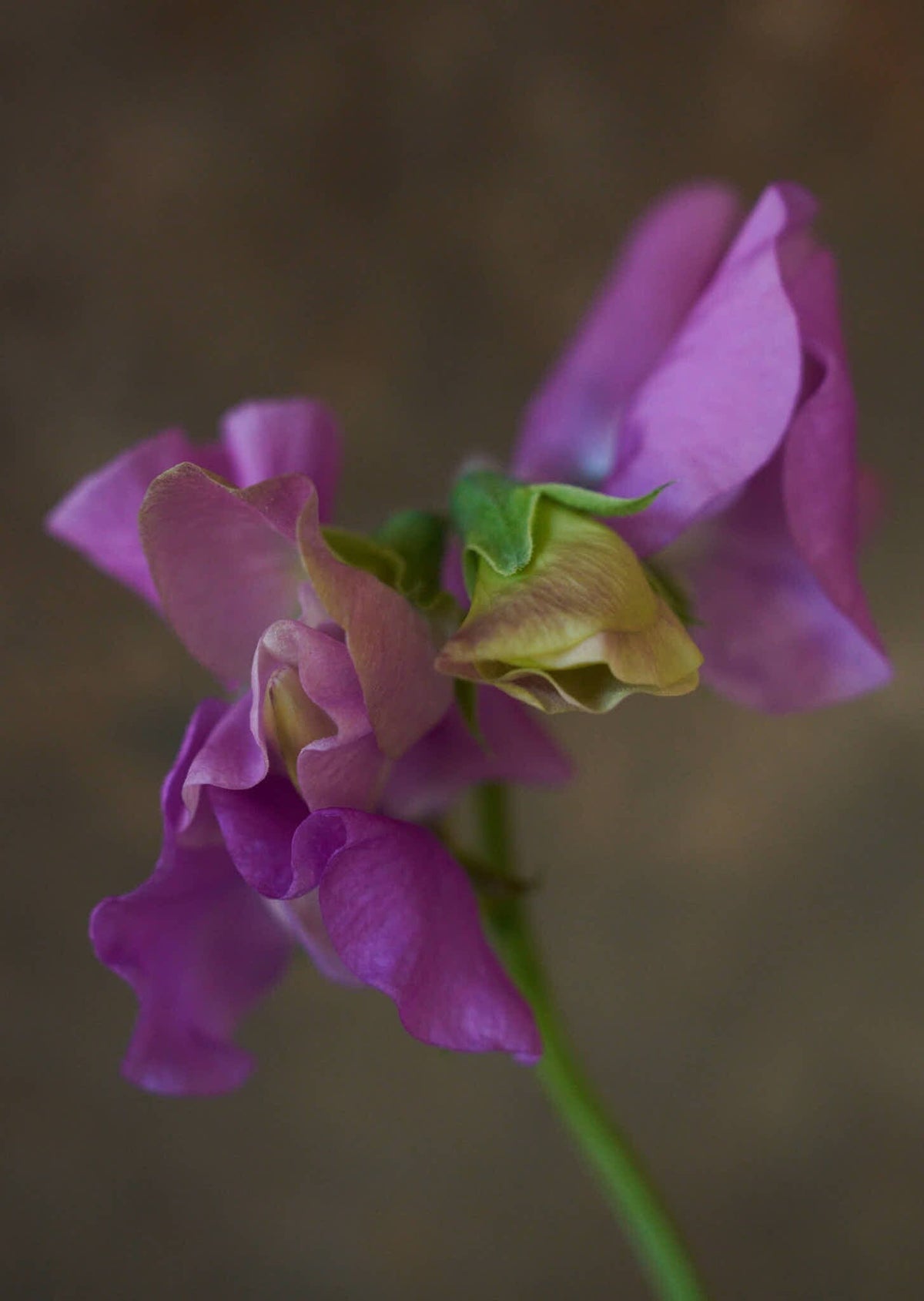 Ærteblomst 'Spring Sunshine Mauve' Seed 