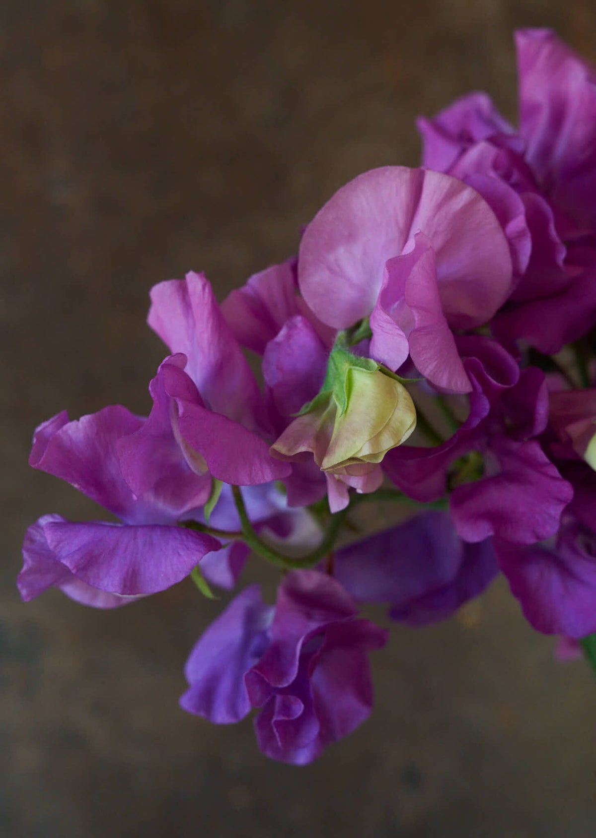 Ærteblomst 'Spring Sunshine Mauve' Seed 