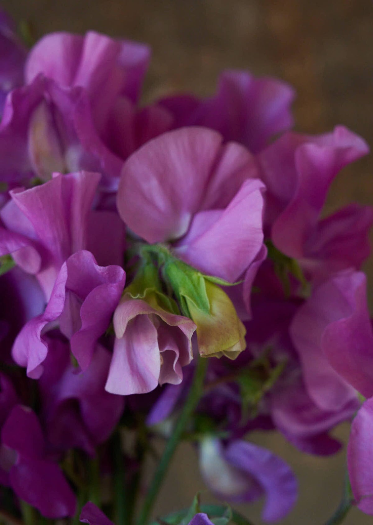 Ærteblomst 'Spring Sunshine Mauve' Seed 
