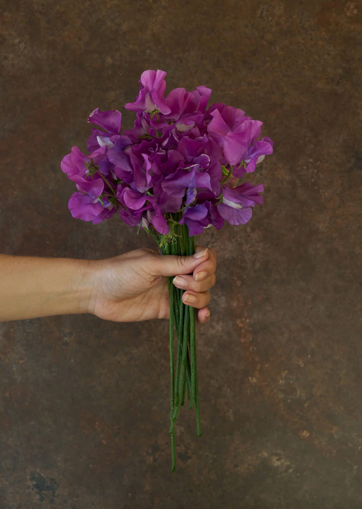 Ærteblomst 'Spring Sunshine Mauve' Seed 
