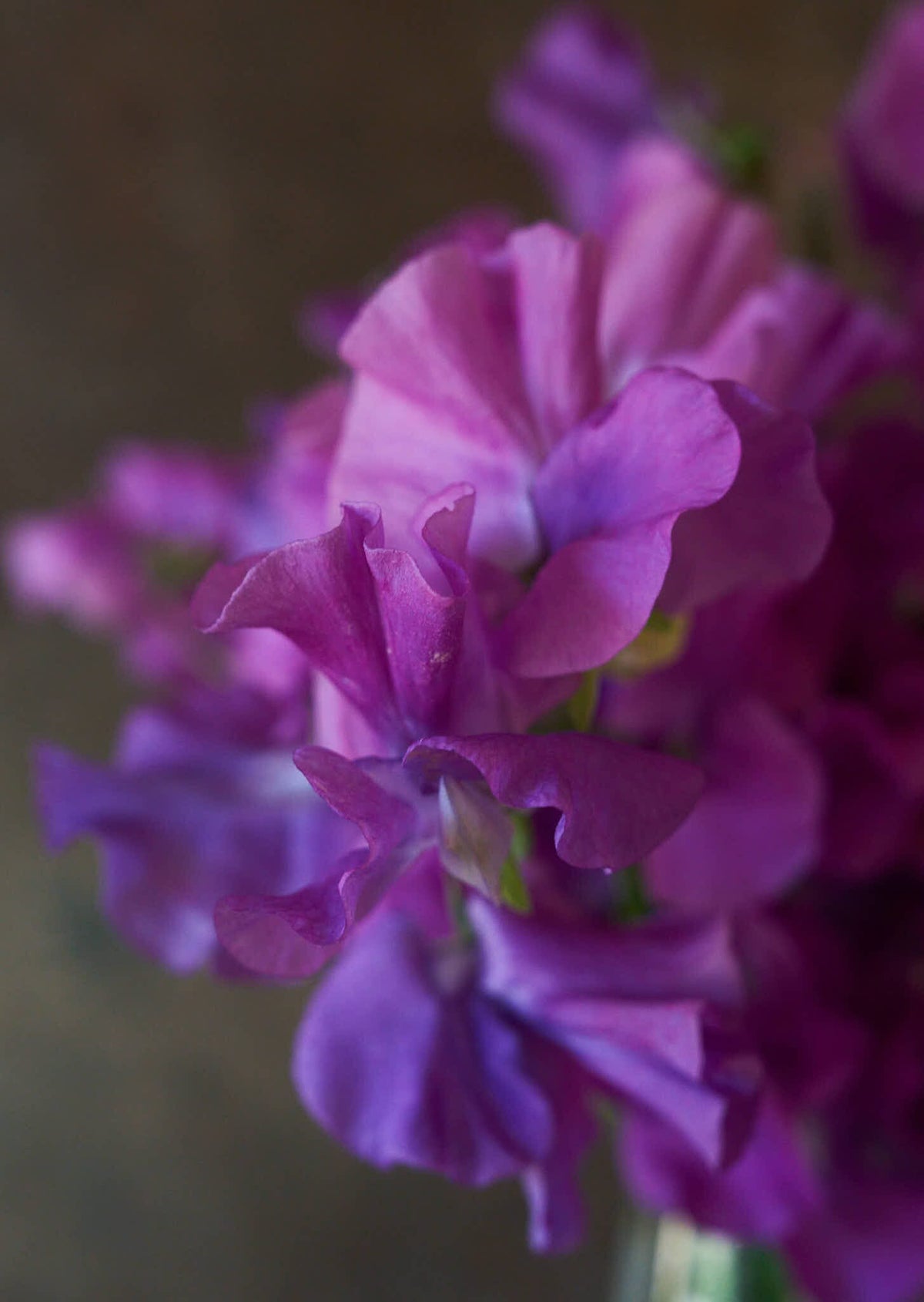Ærteblomst 'Spring Sunshine Mauve' Seed 