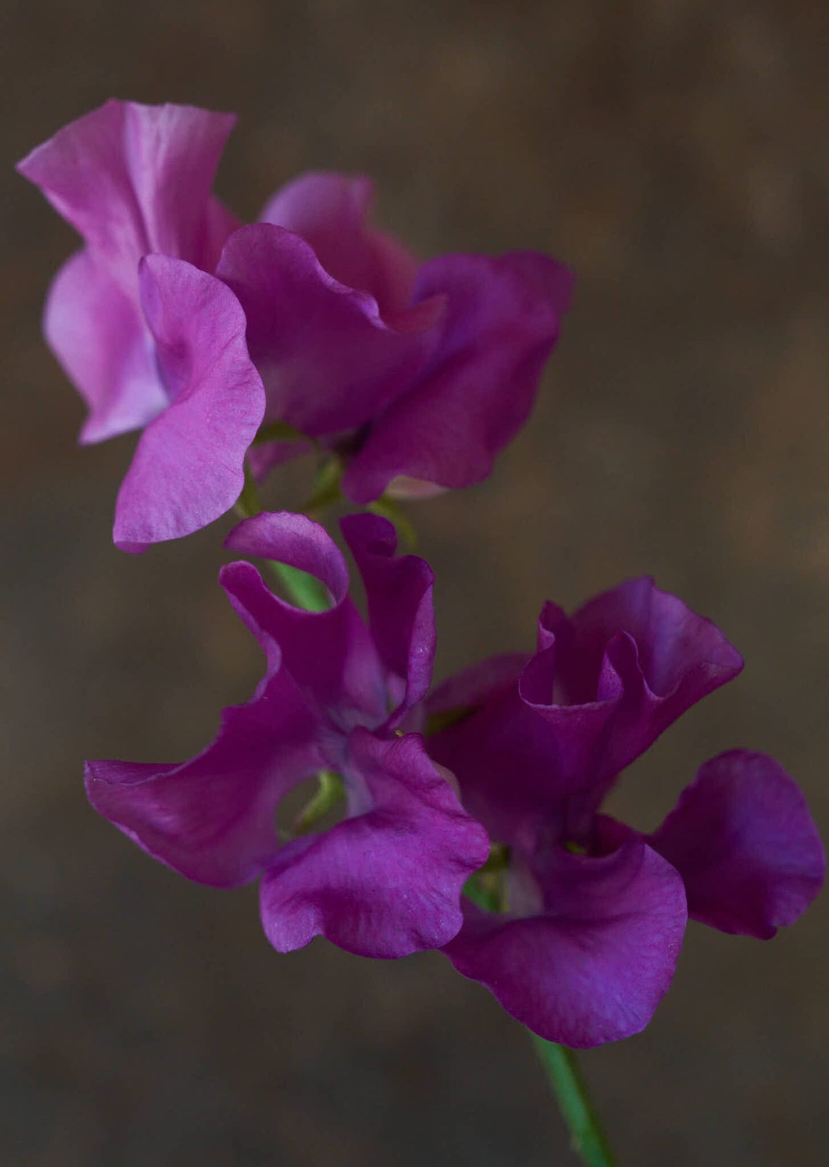 Ærteblomst 'Spring Sunshine Mauve' Seed 