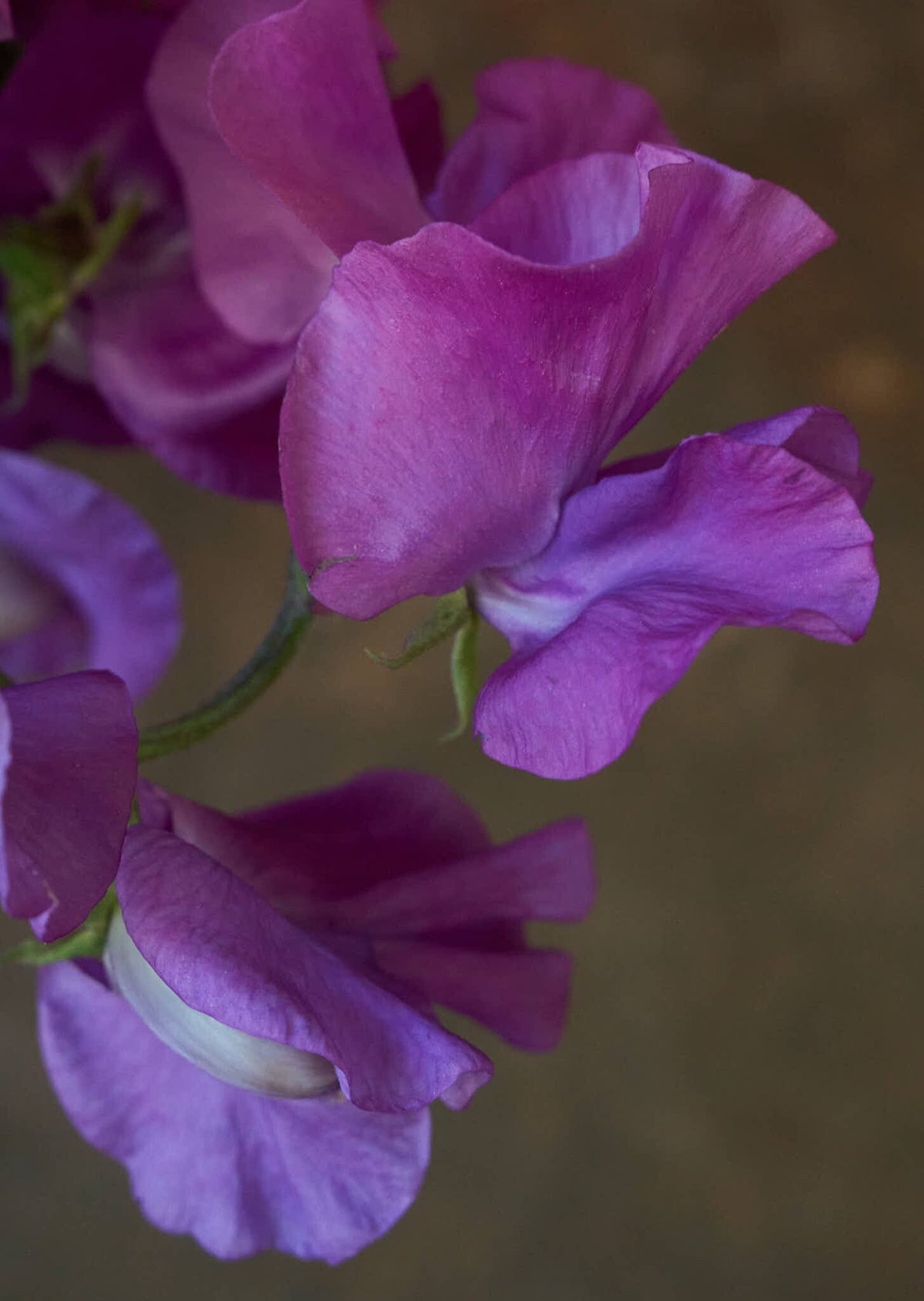 Ærteblomst 'Spring Sunshine Mauve' Seed 