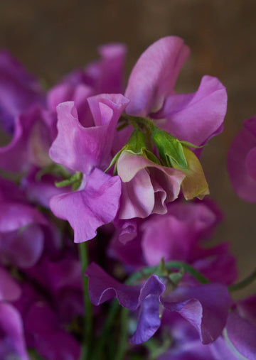 Ærteblomst 'Spring Sunshine Mauve' Seed 