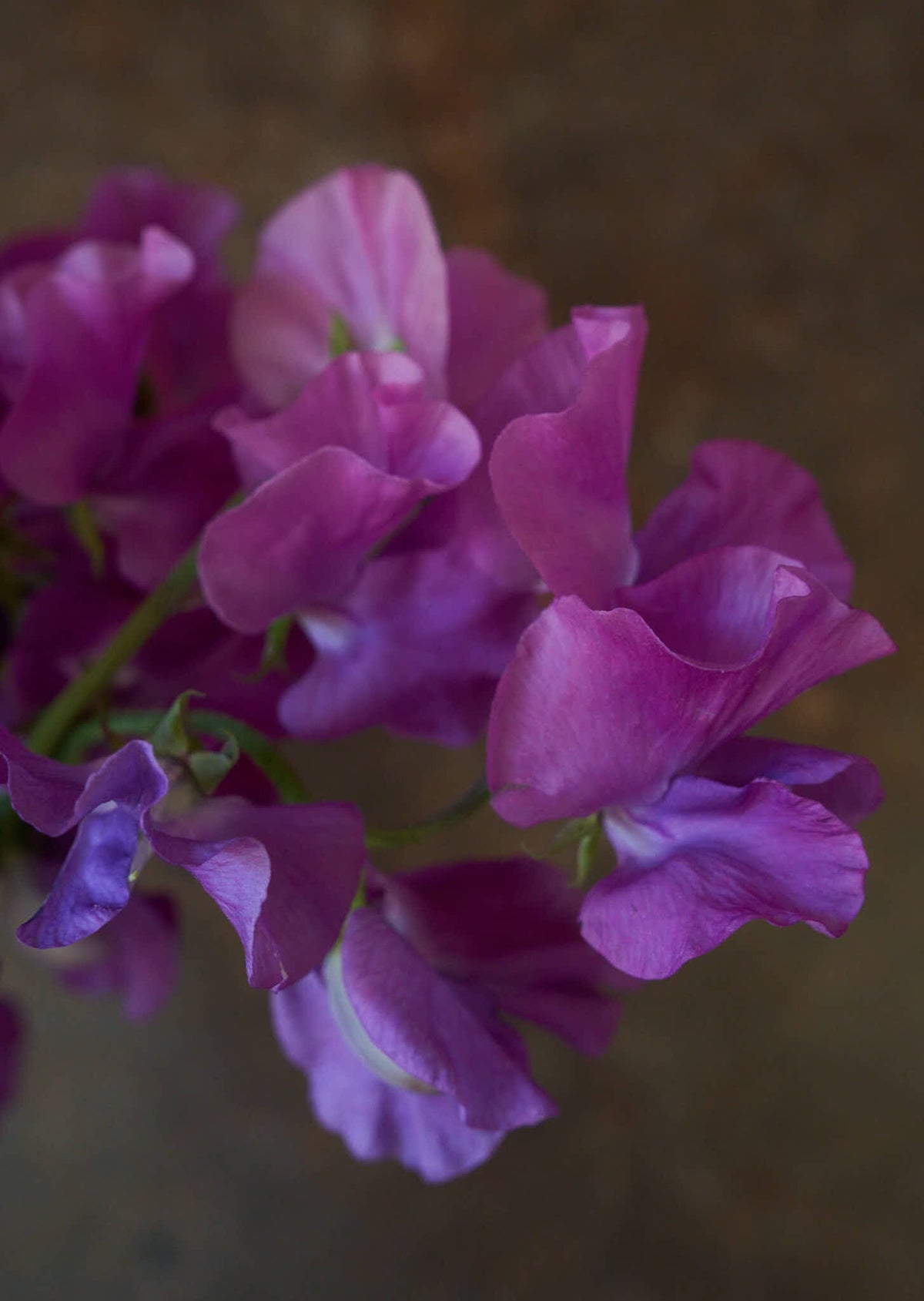 Ærteblomst 'Spring Sunshine Mauve' Seed 