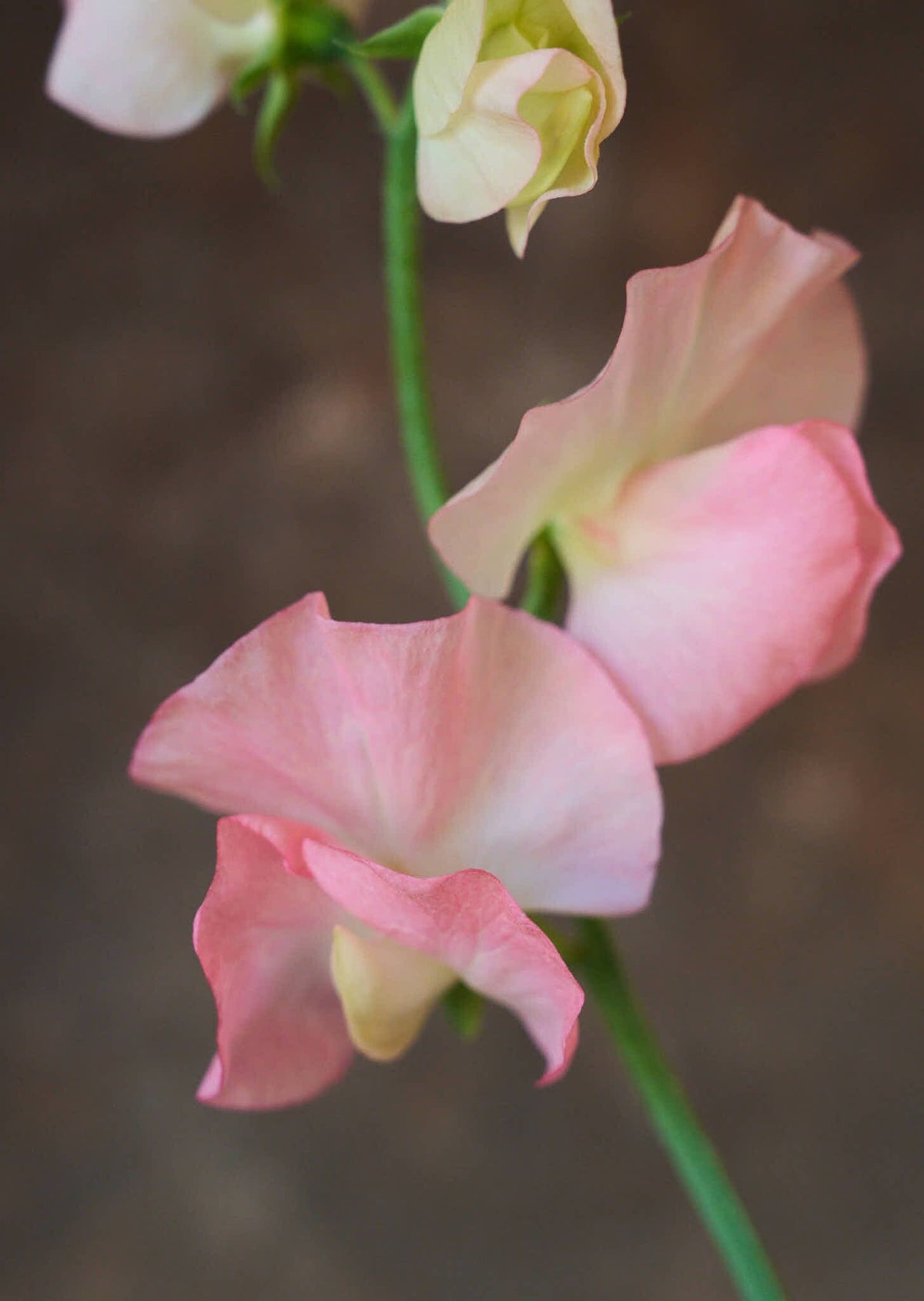 Ærteblomst 'Spring Sunshine Nancy' Seed 