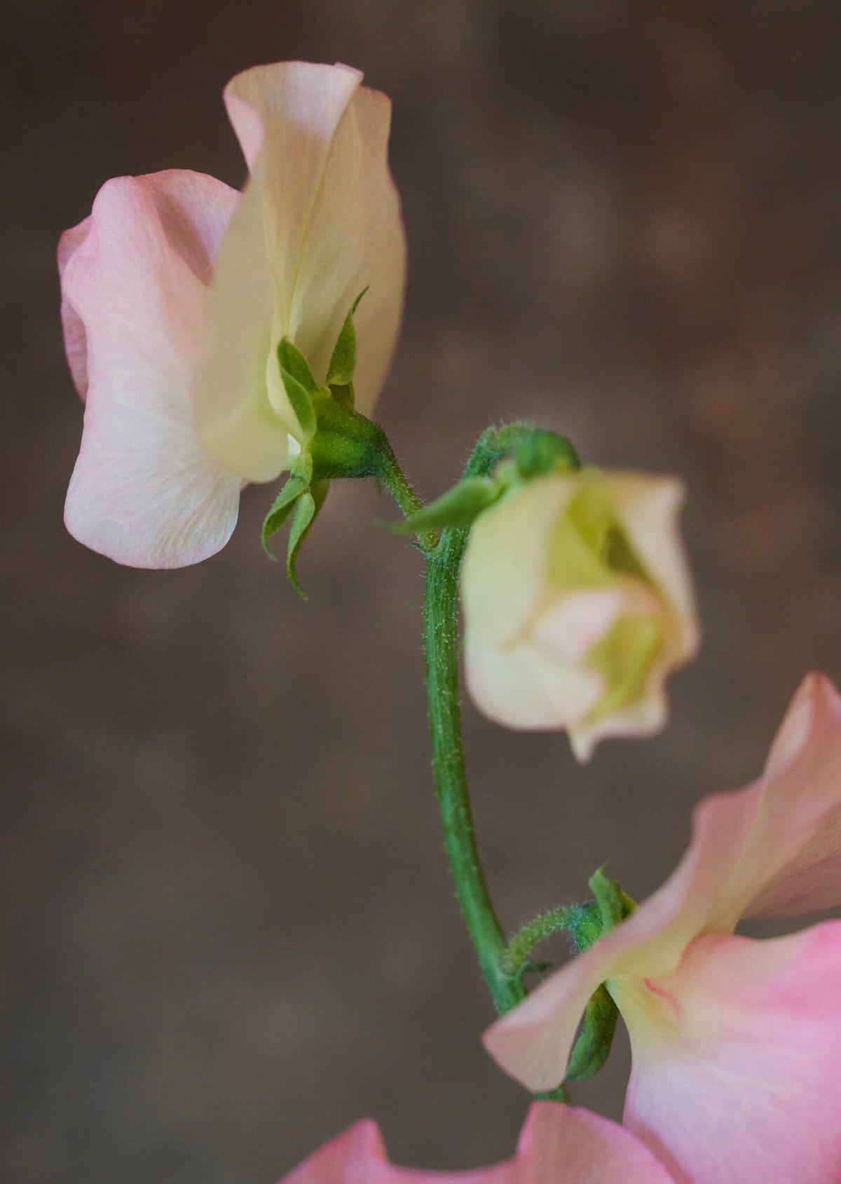 Ærteblomst 'Spring Sunshine Nancy' Seed 