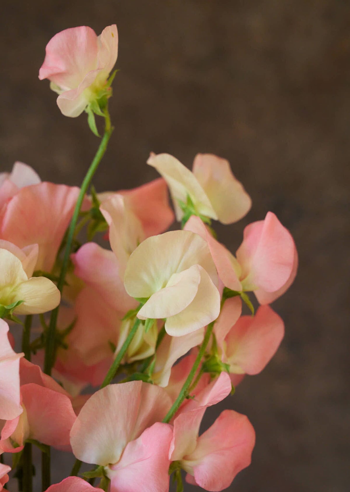 Ærteblomst 'Spring Sunshine Nancy' Seed 