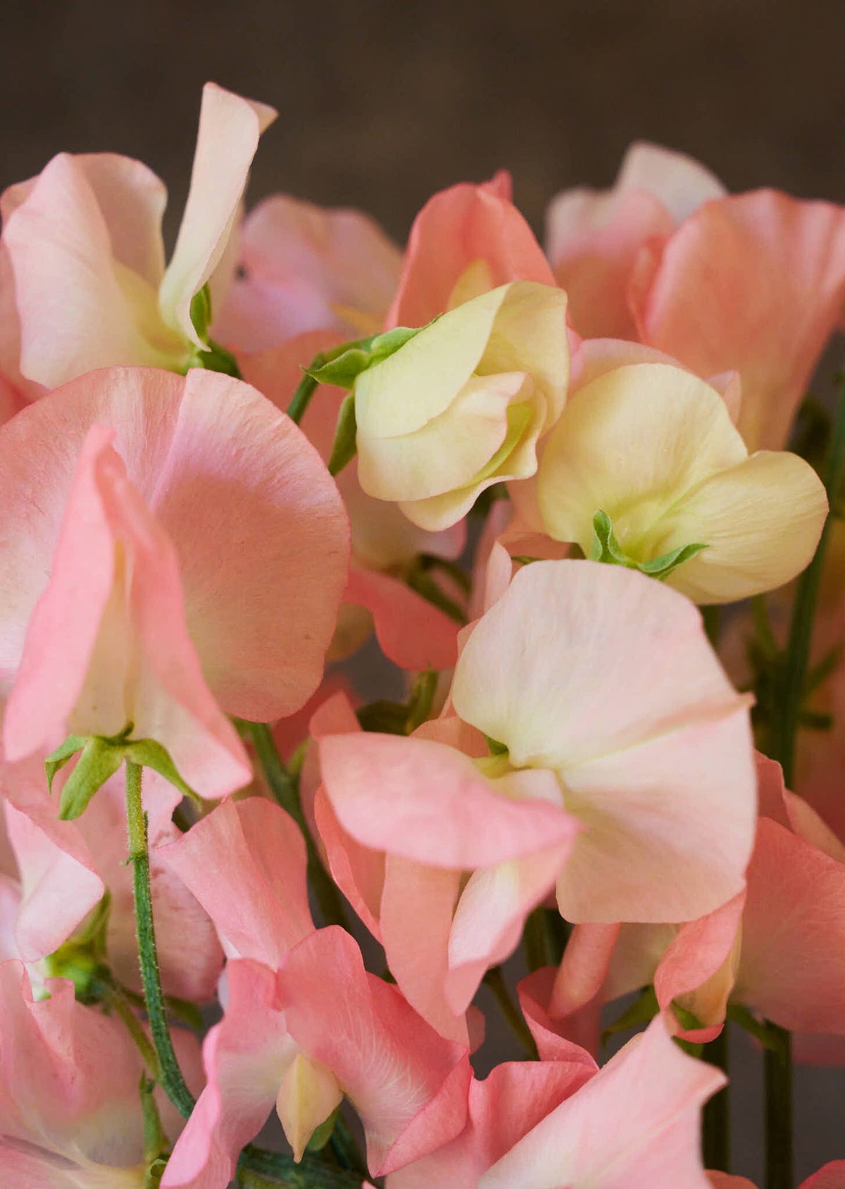 Ærteblomst 'Spring Sunshine Nancy' Seed 
