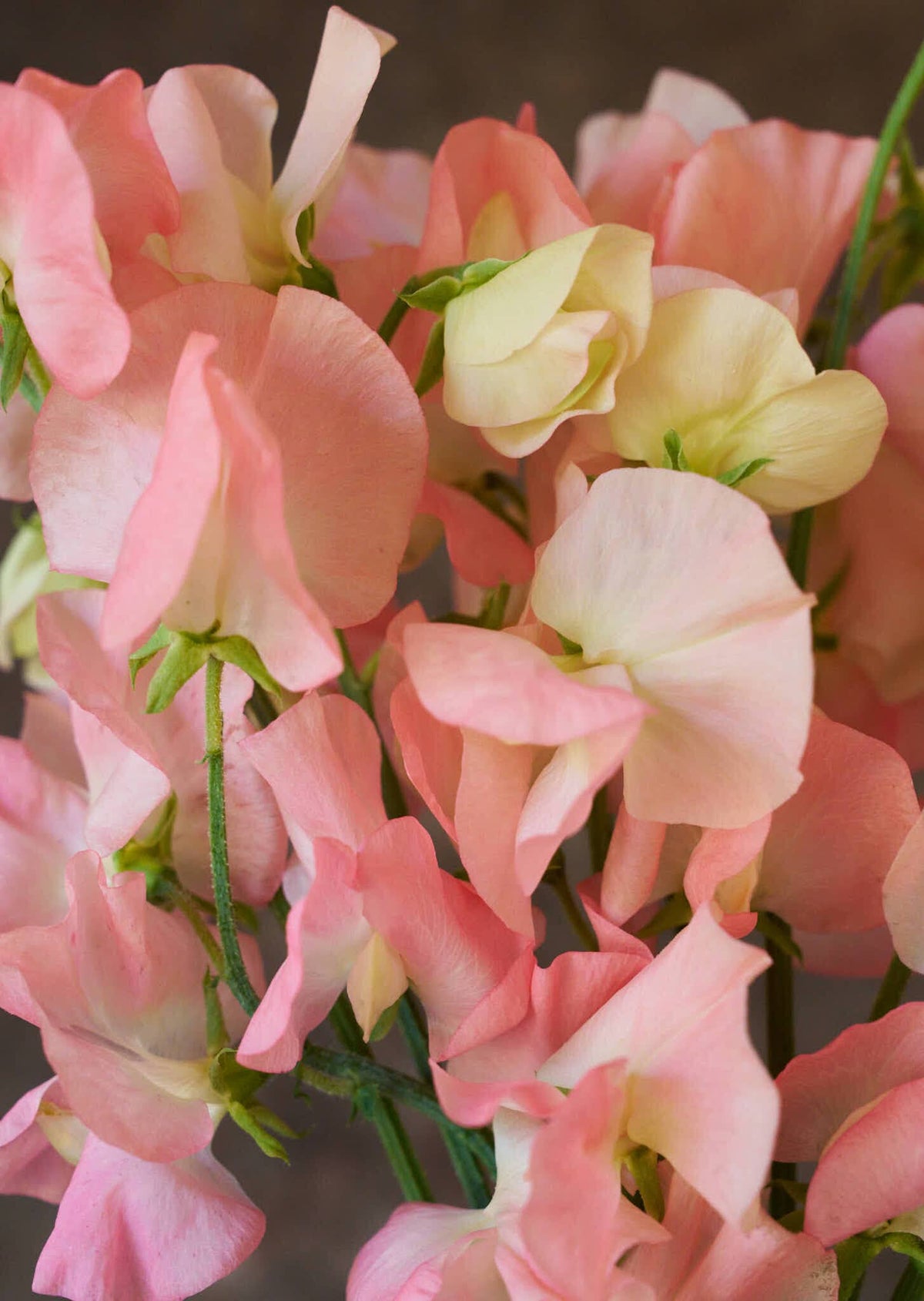 Ærteblomst 'Spring Sunshine Nancy' Seed 